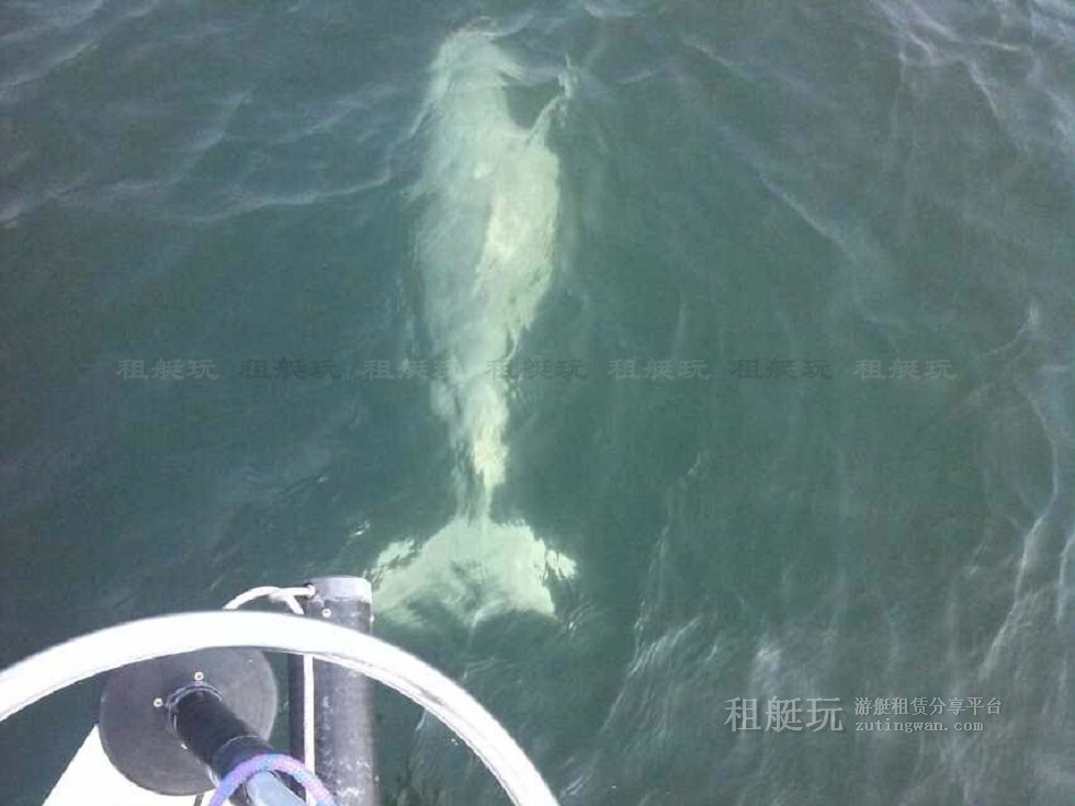 廈門 五緣灣帆船港 小帆船 出海體驗